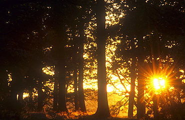 Sunset through woodland in Wasdale, Lake District, Cumbria, England, United Kingdom, Europe