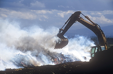 Cattle infected with foot and mouth disease culled and burning on a funeral pyre in North Cumbria, England, United Kingdom, Europe