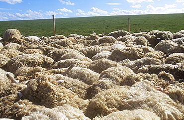 Dead sheep culled because they were contaminated with foot and mouth disease in north Cumbria, England, United Kingdom, Europe