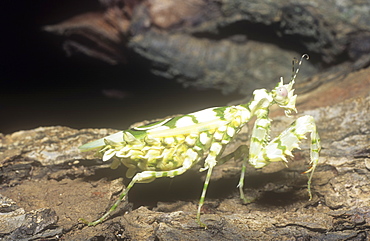 A mantis, Kenya, East Africa, Africa