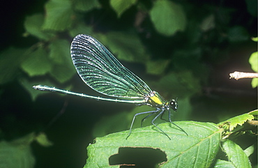 A male banded agrion