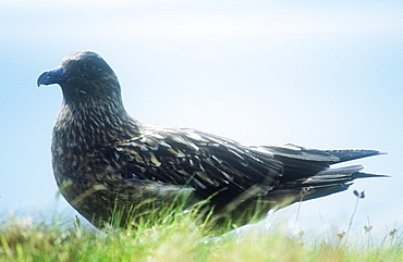 A great skua on Handa Island, Scotland, United Kingdom, Europe