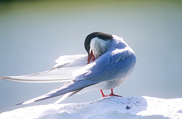 An Arctic Tern on the Farne Islands, Northumberland, England, United Kingdom, Europe