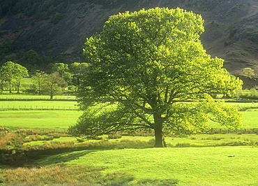 An oak tree in Langdale, Lake District, Cumbria, England, United Kingdom, Europe