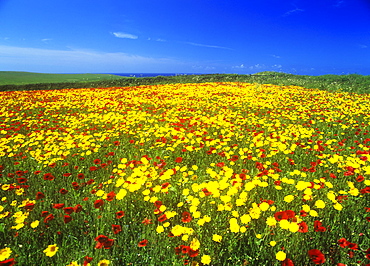 Wildflowers growing in a set-aside field on the Cornish coast, Cornwall, England, United Kingdom, Europe