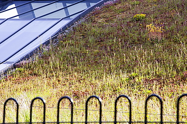 A green roof on Lakeland's flag ship store in Windermere, Cumbria, England, United Kingdom, Europe