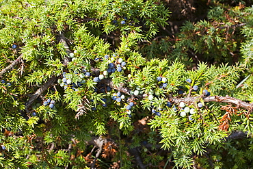 Juniper berries, used for making gin