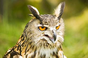 A European eagle owl, Europe