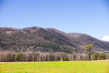 Burnt forest near Marysville, one of the worst affected communities of the catastrophic 2009 Australian Bush Fires in the state of Victoria, Australia, Pacific