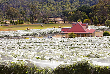 Vines protected from birds at a vineyard at Buxton Ridge, Victoria, Australia, Pacific