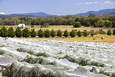 Vines protected from birds at a vineyard at Buxton Ridge, Victoria, Australia, Pacific