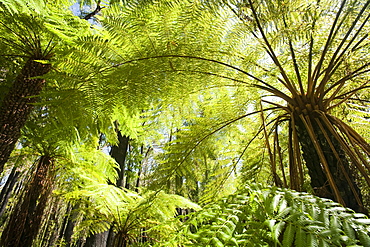 Tree ferns in forest near Marysville, Victoria, Australia, Pacific