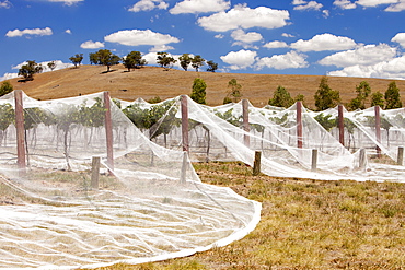 Grape vines covered to protect them from birds, near Shepperton in Victoria, Australia, Pacific