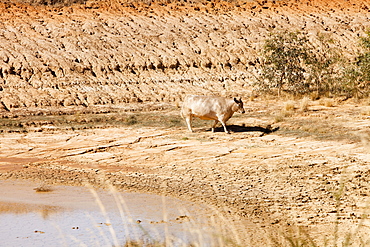 A cow drinks the last remnants of water from a watering hole on a farm near Shepperton, Victoria, Australia, Pacific