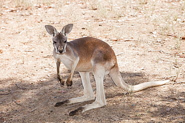 Grey kangaroo near Echuca, Victoria, Australia, Pacific