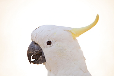 Close up of a sulphur crested cockatoo