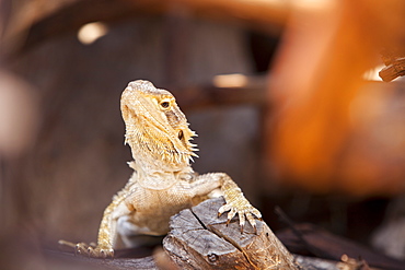 A horned lizard in Australia, Pacific