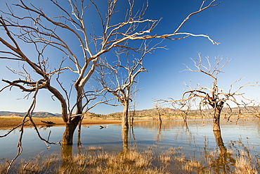 Trees drowned when Lake Eildon reservoir was first filled now stand well clear of the water after an uprecedented ten years of drought, Victoria, Australia, Pacific