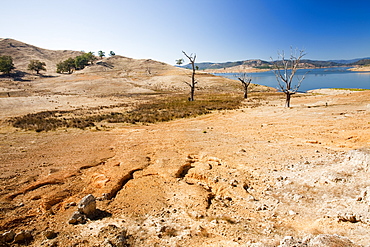 Trees drowned when Lake Eildon reservoir was first filled now stand well clear of the water after an uprecedented ten years of drought, Victoria, Australia, Pacific