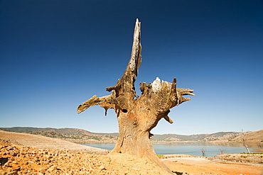 Trees drowned when Lake Eildon reservoir was first filled now stand well clear of the water after an uprecedented ten years of drought, Victoria, Australia, Pacific