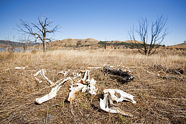 Kangaroo bones in a dry landscape in Victoria, Australia, Pacific