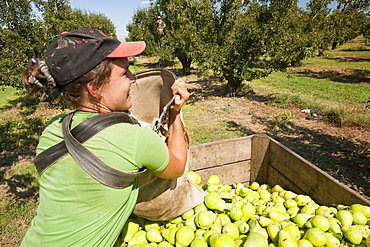 A pear orchard near Shepperton, Victoria, Australia, Pacific