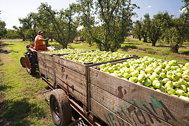 A pear orchard near Shepperton, Victoria, Australia, Pacific