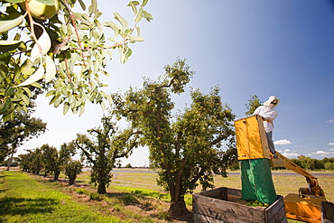 A pear orchard near Shepperton, Victoria, Australia, Pacific