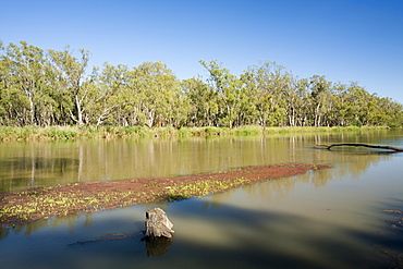 The Murray River in the Barmah Forest near Echuca, Victoria, Australia, Pacific