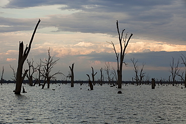 Lake Mulwala at Yarrawonga was created when the Murray River was dammed to provide irrigation water for surrounding farmland, Victoria, Australia, Pacific