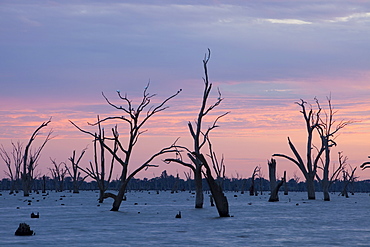 Lake Mulwala at Yarrawonga was created when the Murray River was dammed to provide irrigation water for surrounding farmland, Victoria, Australia, Pacific