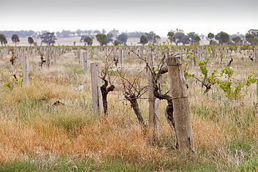 An abandoned vinyard near Yarrawonga, New South Wales, Australia, Pacific