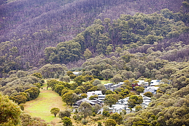 Forest burnt by bush fires above Thredbo in the Snowy mountains, New South Wales, Australia, Pacific