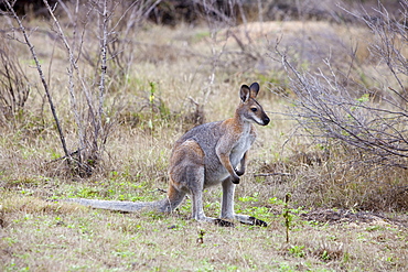 An Eastern grey kangaroo in the Snowy Mountains, New South Wales, Australia, Pacific