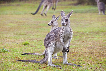 An Eastern grey kangaroos in the Snowy Mountains, New South Wales, Australia, Pacific