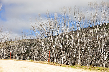 Forest killed by bush fires in the Snowy Mountains, New South Wales, Australia, Pacific