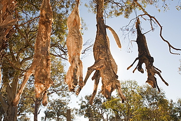 Feral dogs responsible for attacks on sheep, shot by farmer and hung up on a road-side tree near Lake Eucumbene, New South Wales, Australia, Pacific