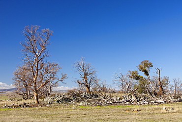 Eucalyptus trees killed by the drought near Lake Eucumbene in New South Wales, Australia, Pacific