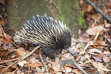 An Echidna on the forest floor of the Macquarie Pass National Park, New South Wales, Australia, Pacific