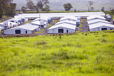 A battery rearing unit for chickens near Wollongong, New South Wales, Australia, Pacific