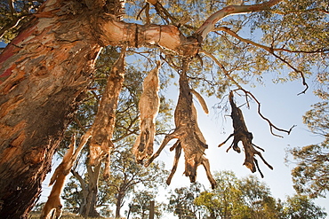 Feral dogs responsible for attacks on sheep, shot by farmer and hung up on a road-side tree near Lake Eucumbene, New South Wales, Australia, Pacific