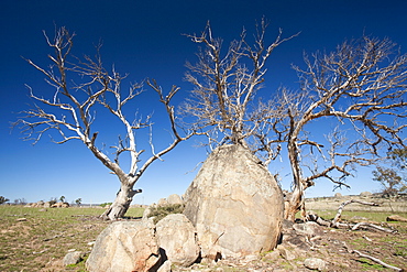 Eucalyptus trees killed by the drought near Lake Eucumbene in New South Wales, Australia, Pacific