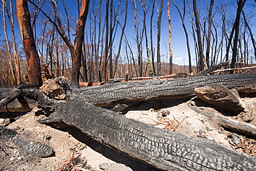 Forest destroyed by bush fires in December 2009 near Michelago, New South Wales, Australia, Pacific