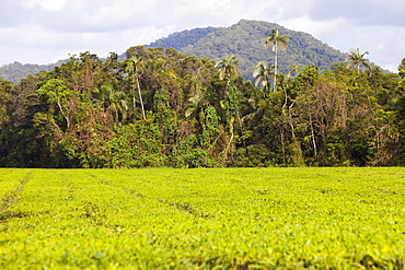 Tea plantation in the Daintree rainforest in the North of Queensland, Australia, Pacific