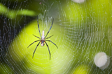 A large spider in the Daintree rainforest in Northern Queensland, Australia, Pacific