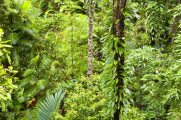 The Daintree rainforest in the North of Queensland, Australia, Pacific