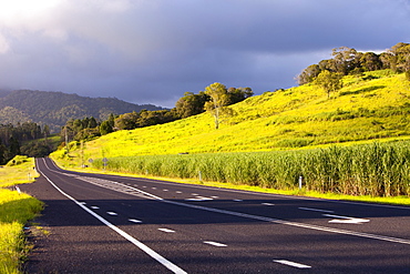 The Daintree rainforest in the North of Queensland, Australia, Pacific