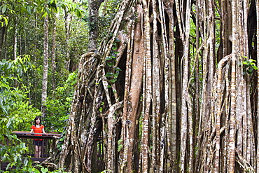 The Curtain Fig Tree, a massive Green Fig Tree (Ficus virens) in the Daintree Rainforest on the Atherton Tablelands, Queensland, Australia, Pacific