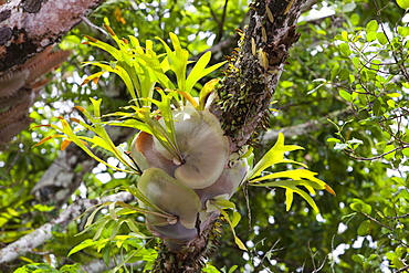 Epiphytic ferns in the Daintree rainforest in the North of Queensland, Australia, Pacific