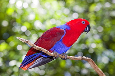 A female eclectus parrot (Eclectus rotatus) at Bird World in Kuranda, Queensland, Australia, Pacific